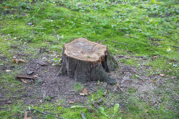 Bush Stump Removal in Metairie