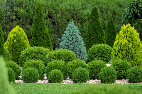 Cost of Bush Trimming Service in Metairie
