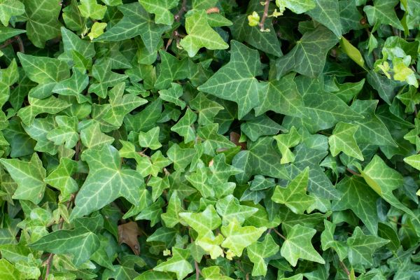 Cost of English Ivy Removal in Metairie