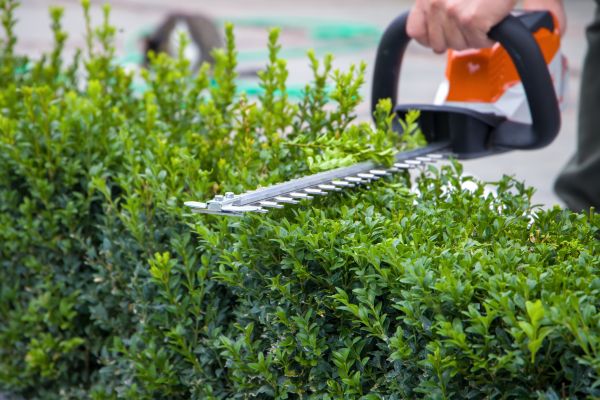 Hedge Pruning in Metairie