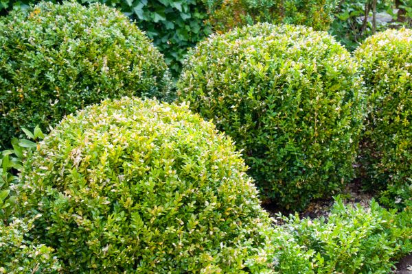 Cost of Landscape Trimming Service in Metairie