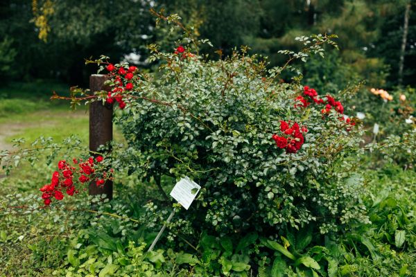 Cost of Rose Bush Removal in Metairie