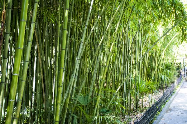 Cost of Bamboo Root Removal in Metairie