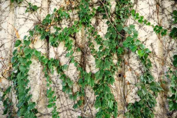 Cost of Vine Removal Service in Metairie