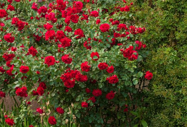 Rose Bush Elimination