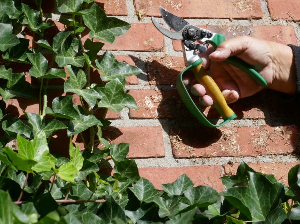 Cost of Ivy Removal Service in Metairie
