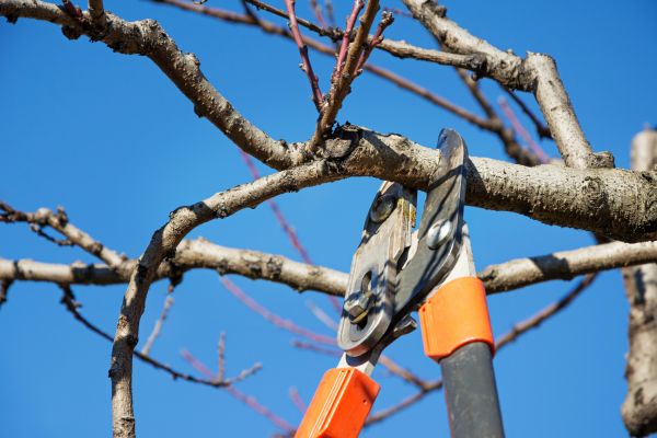 Cost of Selective Pruning in Metairie