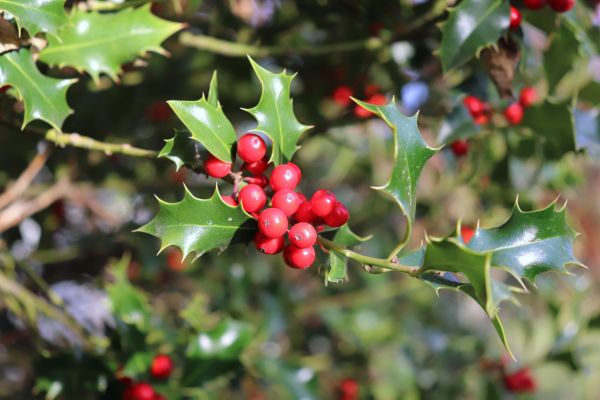 Cost of Holly Tree Trimming in Metairie
