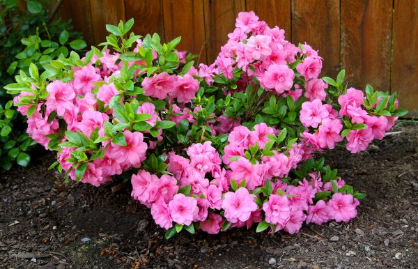 Cost of Azaleas Removal in Metairie