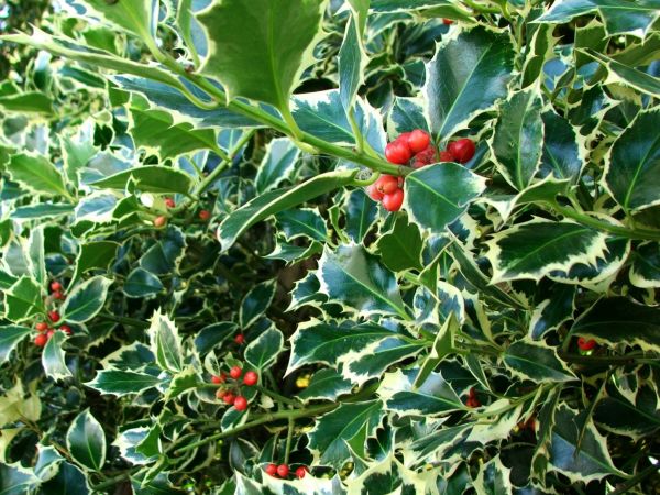 Cost of Holly Bushes Trimming in Metairie