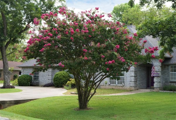 Crepe Myrtle Trimming in Metairie
