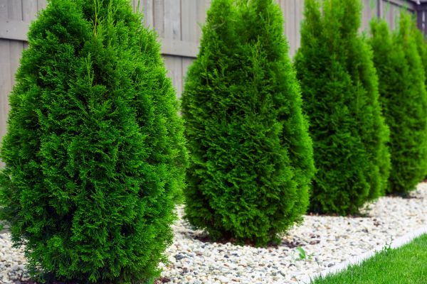 Cost of Arborvitae Removal in Metairie