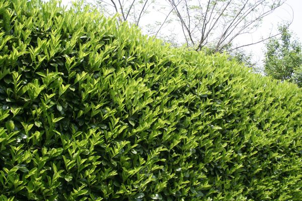 Cost of Laurel Shrub Removal in Metairie