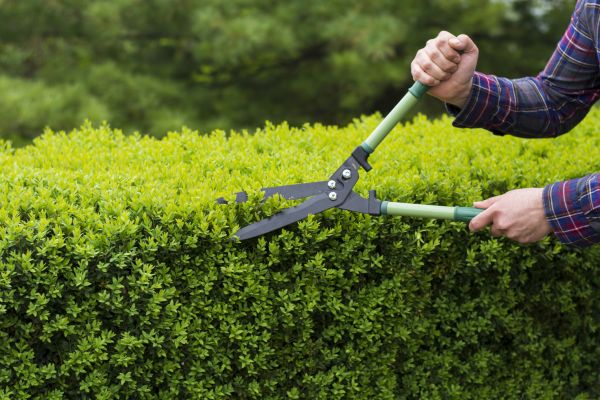 Cost of Evergreen Shrub Pruning in Metairie