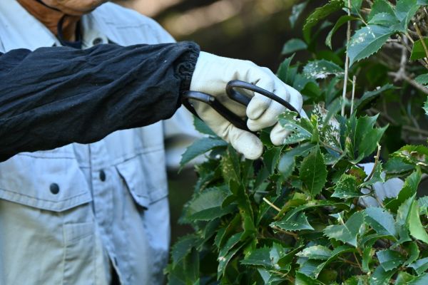 Holly Pruning in Metairie