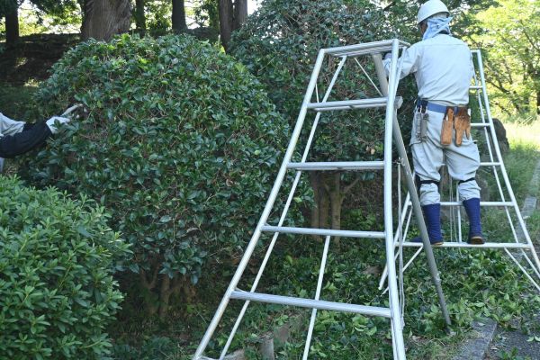 Cost of Holly Shaping in Metairie