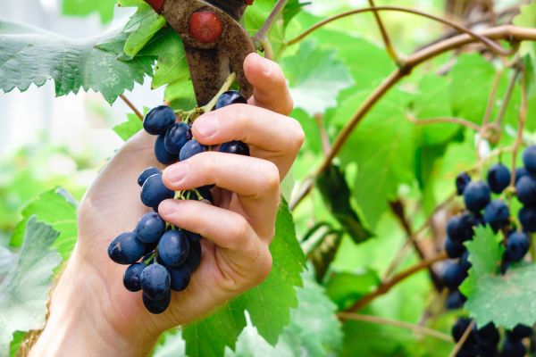 Cost of Vineyard Pruning in Metairie