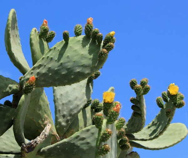 Cost of Cactus Removal in Metairie