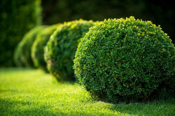 Cost of Boxwood Shaping in Metairie