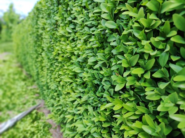 Cost of Boxwood Pruning in Metairie