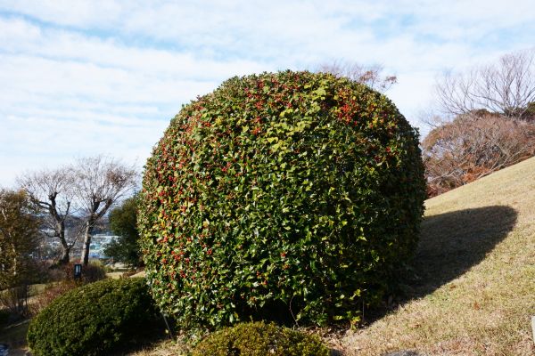 Cost of Holly Shrub Pruning in Metairie