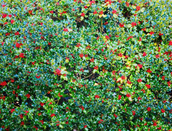 Cost of Holly Bush Removal in Metairie