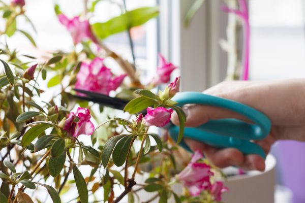 Azalea Pruning in Metairie