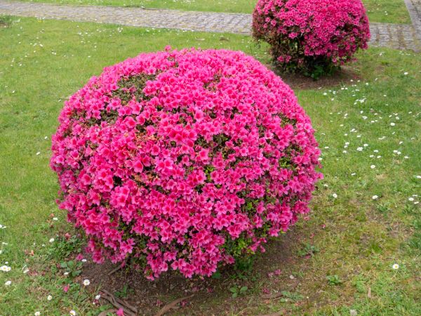 Cost of Rhododendron Pruning in Metairie