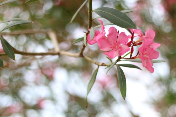 Cost of Oleander Removal in Metairie