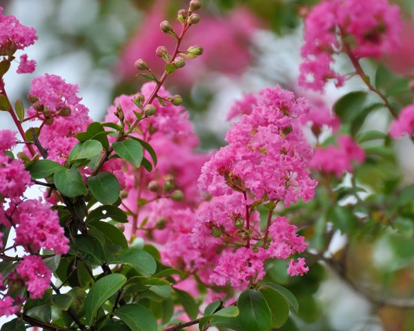Cost of Crepe Myrtle Removal in Metairie