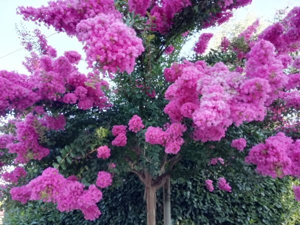 Cost of Crape Myrtle Pruning in Metairie