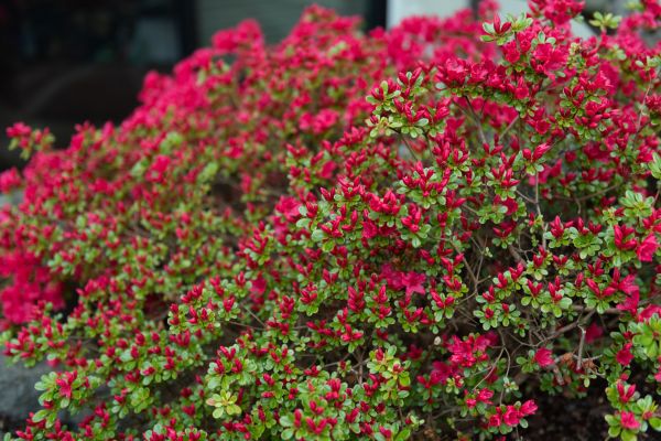 Cost of Weigela Removal Service in Metairie