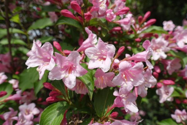 Cost of Weigela Pruning Service in Metairie