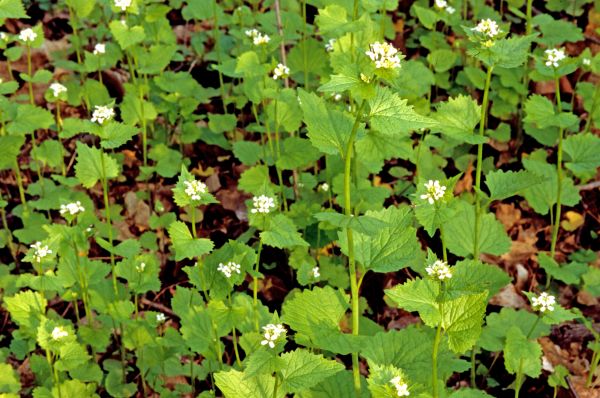 Cost of Garlic Mustard Removal in Metairie