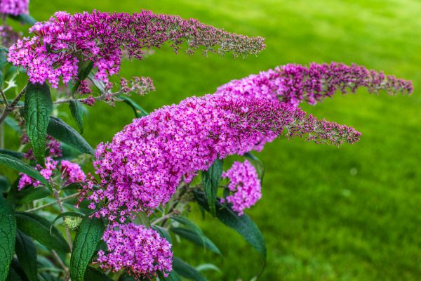Cost of Butterfly Bush Removal in Metairie
