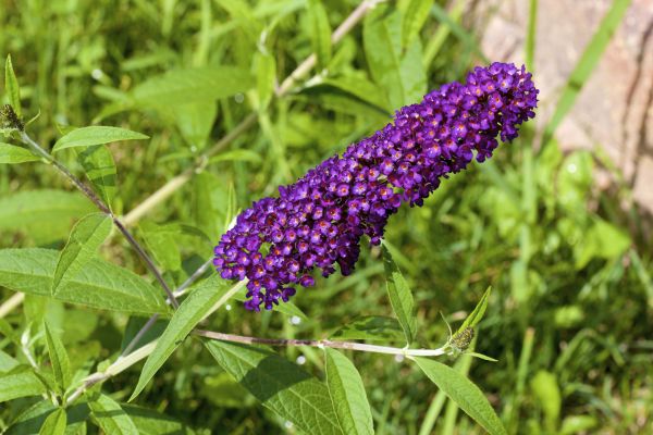 Butterfly Bush Pruning in Metairie