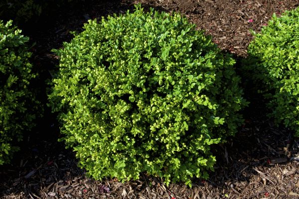 Cost of Boxwood Removal in Metairie