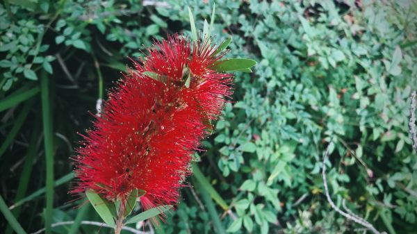 Cost of Bottlebrush Pruning in Metairie