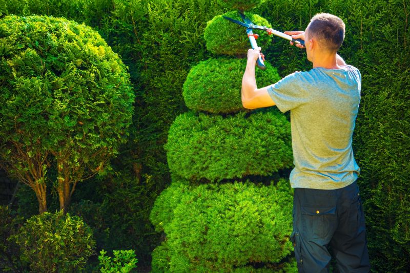 Shaping Shrubs for Aesthetics
